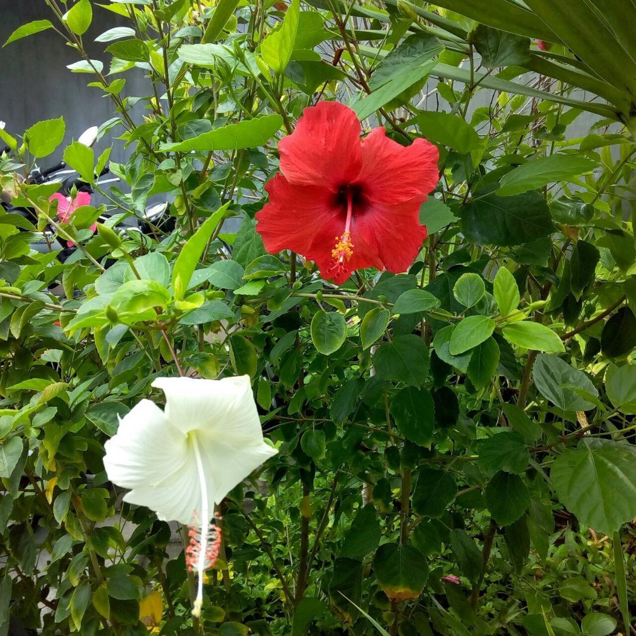 Arnaya Homestay Kuta Lombok Exteriör bild